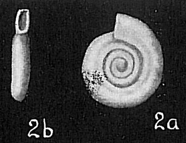 Cornuspira involvens Cornuspira involvens