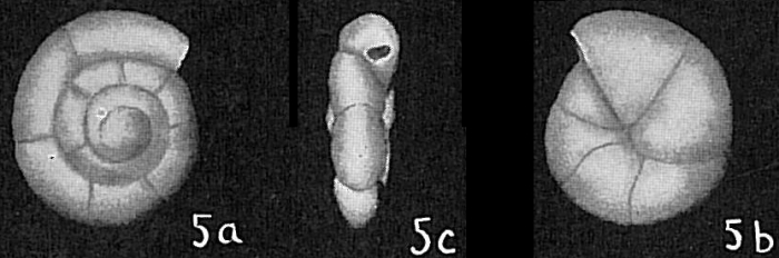 Fischerina helix Fischerina helix