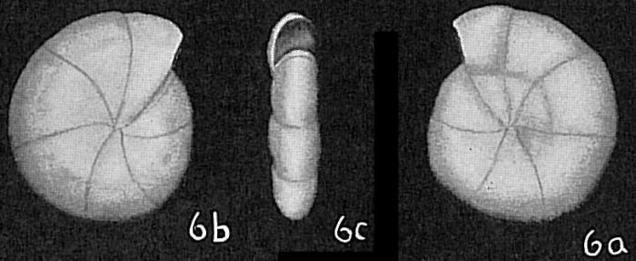 Fischerina involuta Fischerina involuta