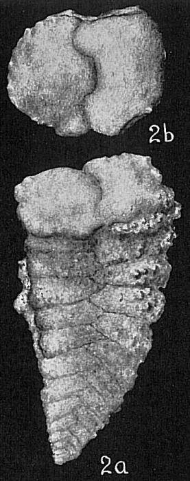 Gaudryina sp. Gaudryina sp.