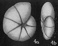 Chromista - Foraminifera (foraminifers)