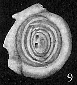 Hauerina fragilissima Hauerina fragilissima