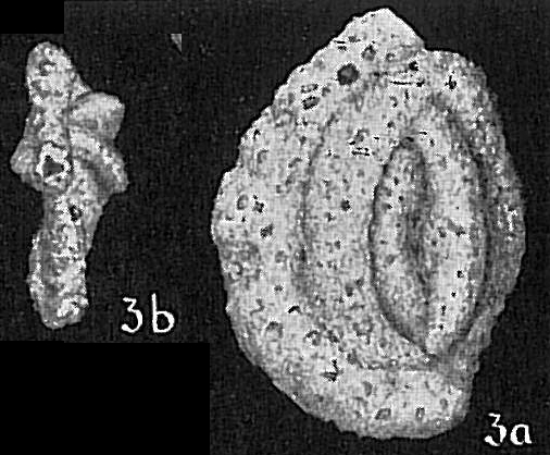 Massilina alveoliniformis