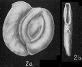 Chromista - Foraminifera (foraminifers)