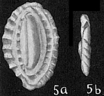 Chromista - Foraminifera (foraminifers)