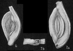 Chromista - Foraminifera (foraminifers)