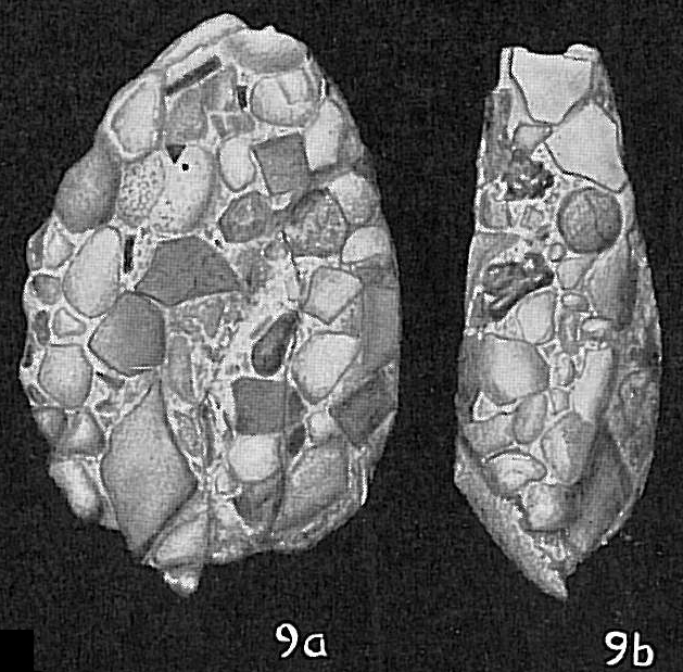 Nouria polymorphinoides Nouria polymorphinoides