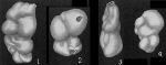 Chromista - Foraminifera (foraminifers)