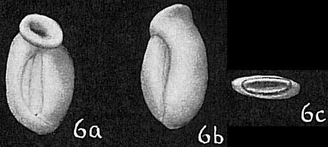 Planispirina auriculata Planispirina auriculata
