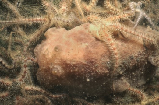 Picture of Ophiothrix fragilis (Abildgaard, 1789) Picture of Ophiothrix fragilis (Abildgaard, 1789)