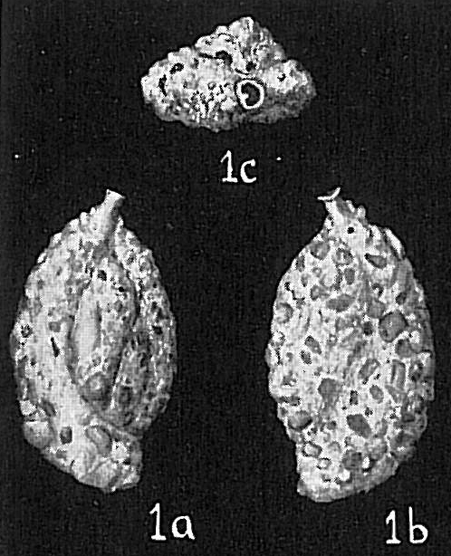 Quinqueloculina anguina agglutinans