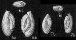 Chromista - Foraminifera (foraminifers)