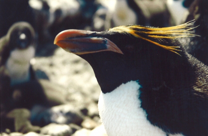 eudyptes chrysolophus Crozet95-3