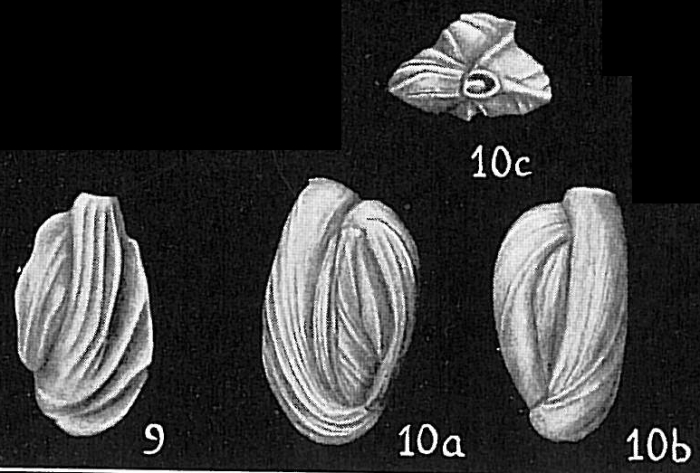 Quinqueloculina funafutiensis