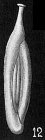 Quinqueloculina cf. gracilis