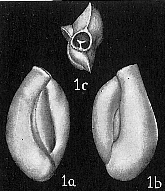 Quinqueloculina gualtieriana