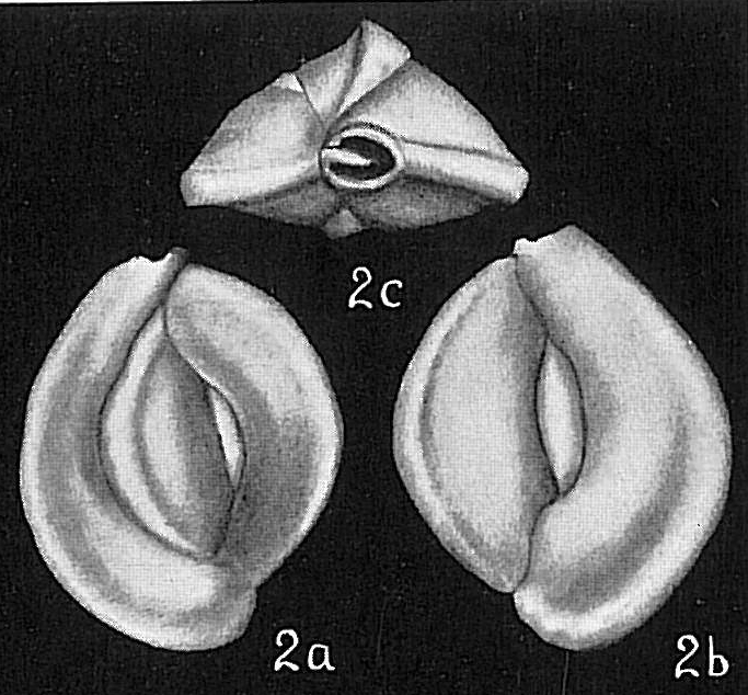 Quinqueloculina lamarckiana