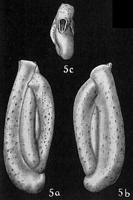 Quinqueloculina polygona