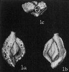 Quinqueloculina samoaensis