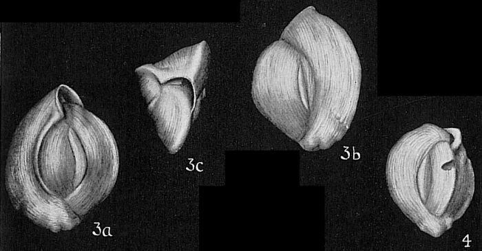 Quinqueloculina striatula