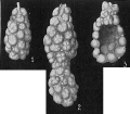 Chromista - Foraminifera (foraminifers)