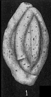 Schlumbergerina alveoliniformis