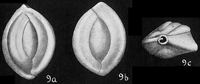 Sigmoilina edwardsi Sigmoilina edwardsi