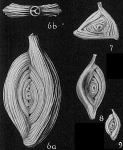 Chromista - Foraminifera (foraminifers)