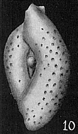 Spiroloculina antillarum var. reticosa Spiroloculina antillarum var. reticosa