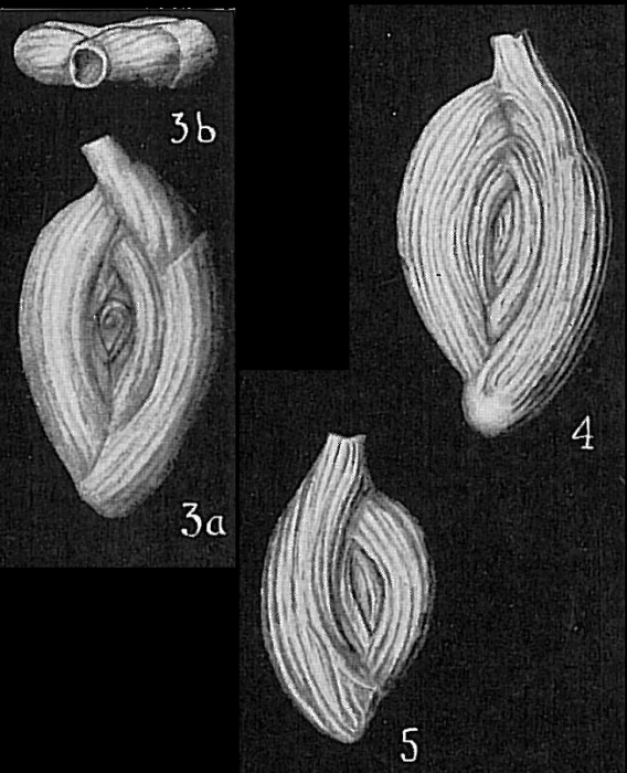 Spiroloculina antillarum Spiroloculina antillarum