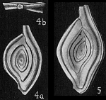 Chromista - Foraminifera (foraminifers)