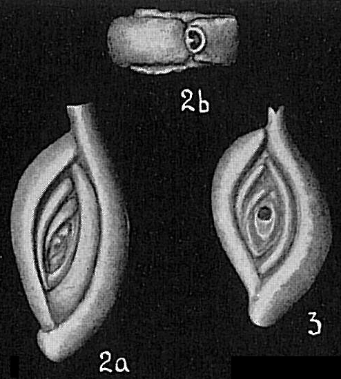 Spiroloculina eximia Spiroloculina eximia