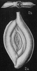Spiroloculina grateloupi acescata
