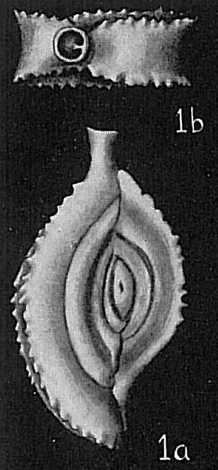 Spiroloculina grateloupi serrulata