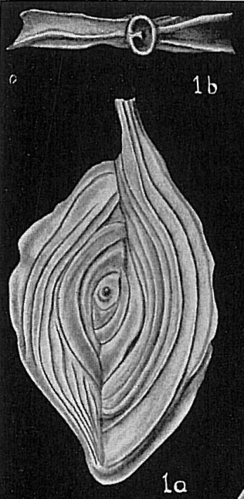 Spiroloculina planissima samoaensis [bicarinate specimens?]