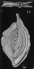 Spiroloculina planissima samoaensis