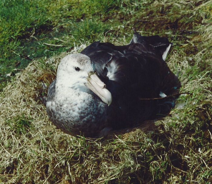 Macronectes giganteus Crozet95-2