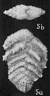 Spiroplectammina milletti