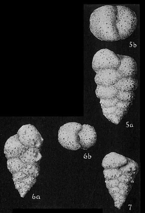 Textularia agglutinans