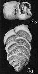 Chromista - Foraminifera (foraminifers)