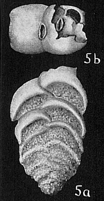 Textularia albatrossi Textularia albatrossi