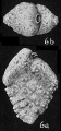 Chromista - Foraminifera (foraminifers)