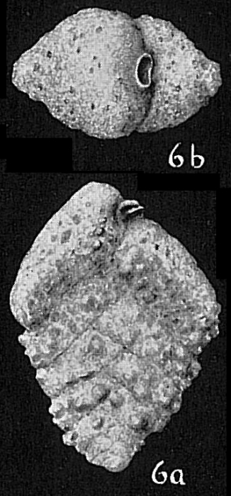 Textularia concava Textularia concava