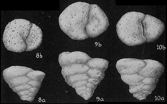 Textularia conica