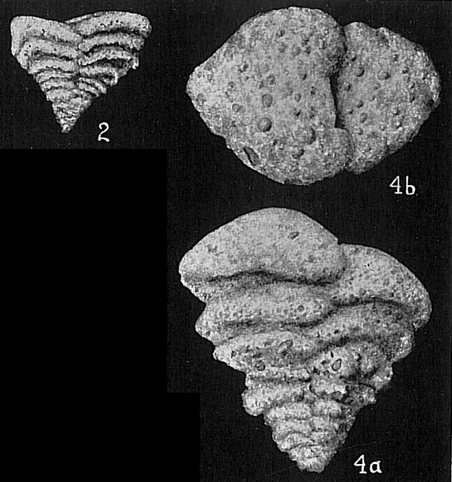 Textularia corrugata Textularia corrugata