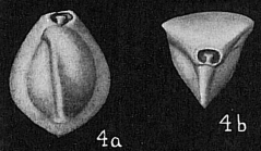 Triloculina affinis
