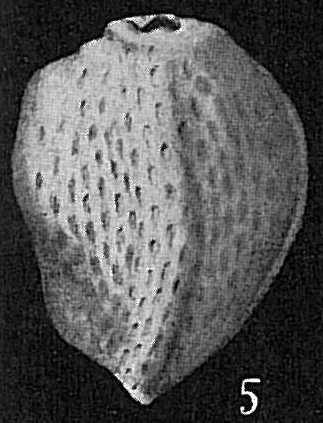 Triloculina bertheliniana Triloculina bertheliniana
