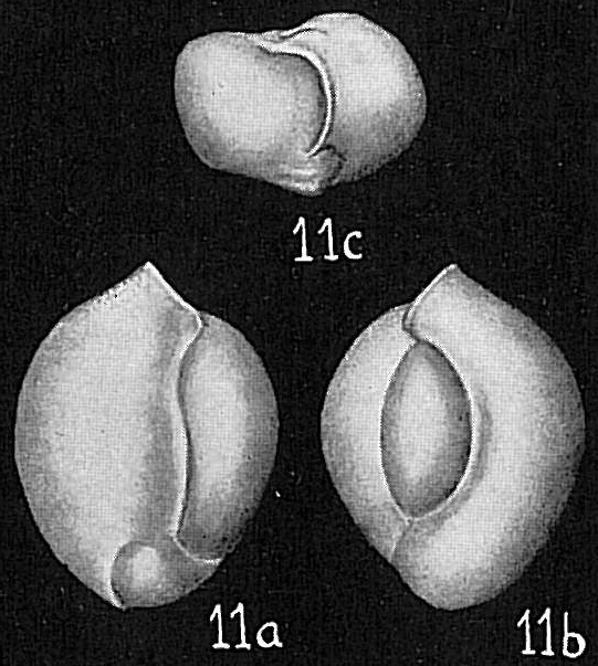 Triloculina circularis Triloculina circularis