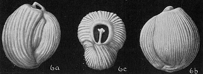 Triloculina fichteliana Triloculina fichteliana