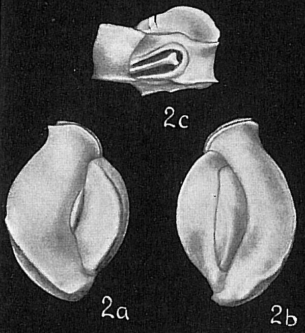 Triloculina irregularis